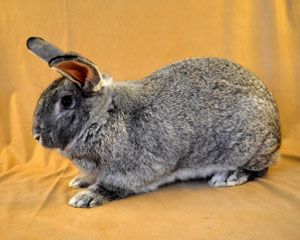 Giant Chinchilla Rabbit