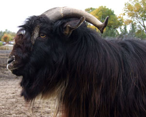 Arapawa Goat