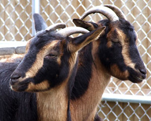 San Clemente Goat
