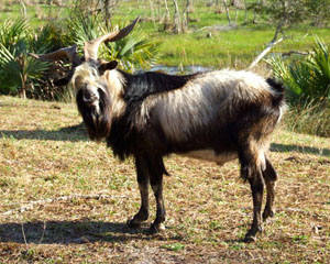 Spanish Goat