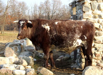 Heritage Shorthorn Cattle