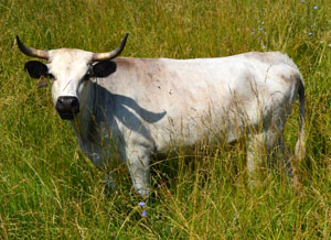 Ancient White Park Cattle