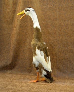 Runner or Indian Runner Duck