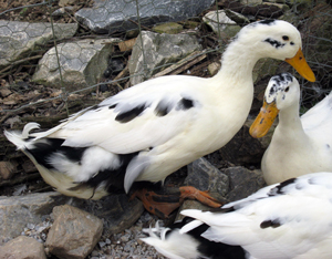 Ancona Duck