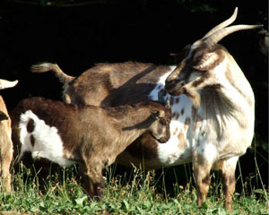 Myotonic or Tennessee Fainting Goat