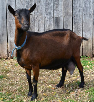 Oberhasli Goat