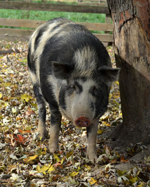 Ossabaw Island Hog