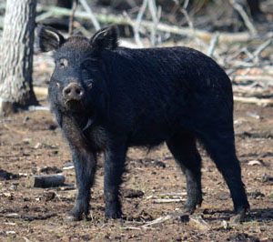 Choctaw Hog