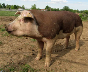 Hereford Hog