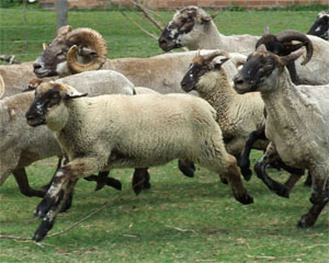 Hog Island Sheep