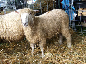 Cotswold Sheep