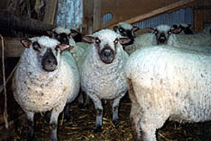 Shropshire Sheep