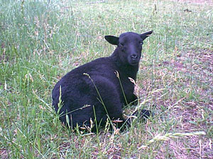 Black Welsh Mountain Sheep