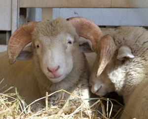 Dorset Horn Sheep