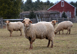 Tunis Sheep