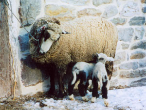 Romeldale/CVM Sheep