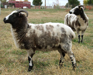 Jacob-American Sheep