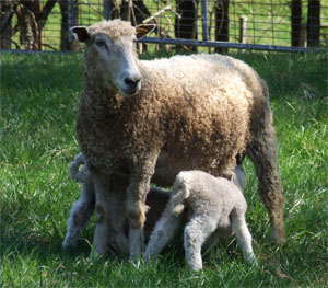 Leicester Longwool Sheep