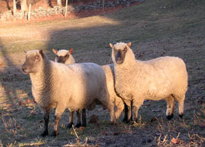 Clun Forest Sheep