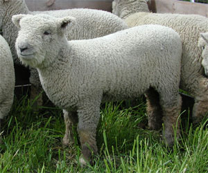 Southdown Sheep