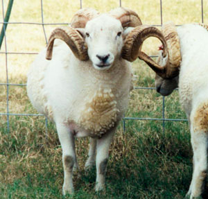 Wiltshire Horn Sheep