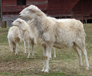 St. Croix Sheep