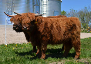 Highland Cattle