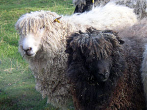 Lincoln Sheep