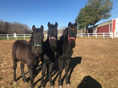 the trio of Friesian babies from my sister's farm 