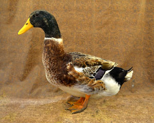 Silver Appleyard Duck