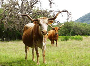 Texas Longhorn Cattle (CTLR)