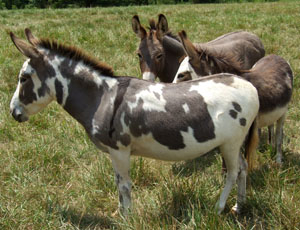 Miniature Donkey