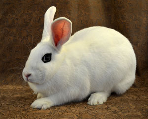 Blanc de Hotot Rabbit