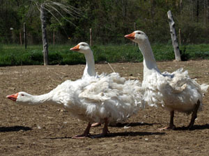 Sebastopol Goose