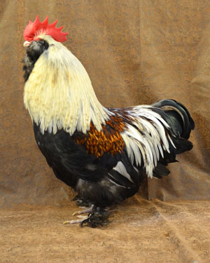 Faverolle Chicken