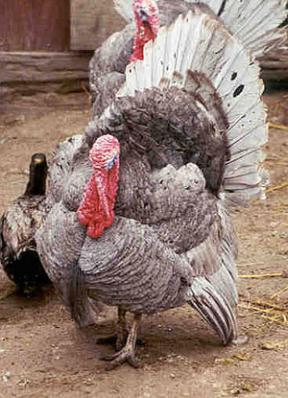 Slate Turkey