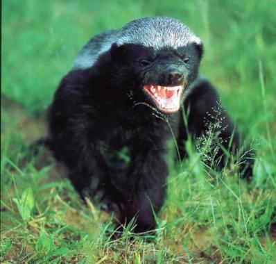 honey badger spirit animal