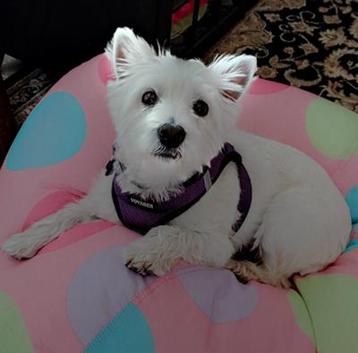 Macy on beanbag