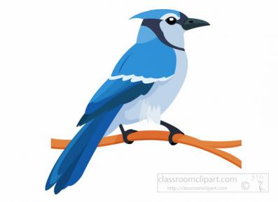 Bluejay image