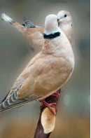 Two Collared Doves.