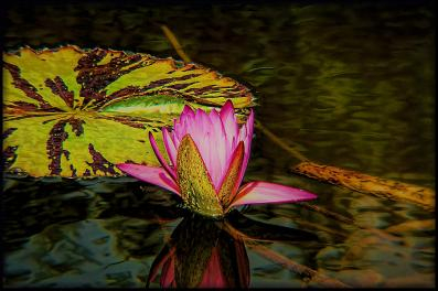 Digital impressionistic image of multi colored water lilies
