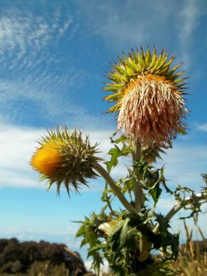 Yellow thistles on top of the volcano Irazu in Costa Rica. From 2012.