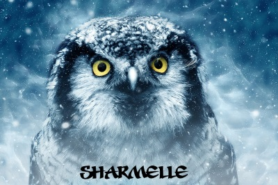 Owl in Night Snow