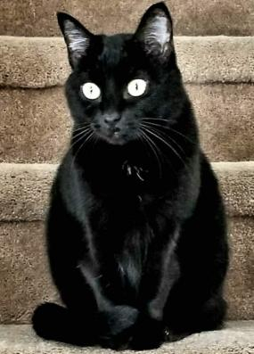 I adopted my son's cat