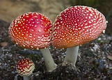 Triple Mushroom Cluster