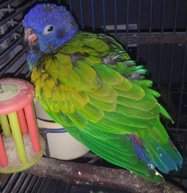 My blue-headed Pionus Parrot