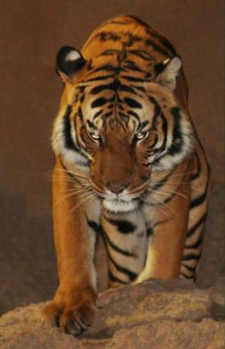 A tiger at the San Diego Zoo