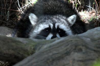 My best raccoon photo to date