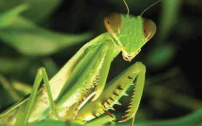 Close up of a Mantis head.