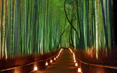 The Bamboo Forest